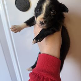 Female 2. - Seal female Border Collie puppy in Asheboro, North Carolina from Coble Kennels