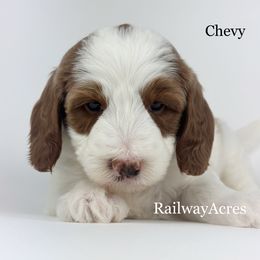 Chevy - Parti male Goldendoodle puppy in Milford, Indiana from Railway Acres Kennel