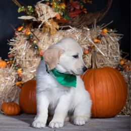 Green - Golden male Golden Retriever puppy in Donnelly, Idaho from Valley County Goldens