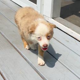Dolly - Red merle female Toy Australian Shepherd puppy in Southport, North Carolina from Small Mini/Toy Aussies