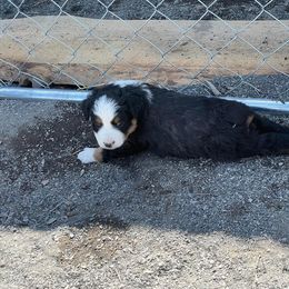 Miniature Australian Shepherd Puppies from Strawberry Mountain Mini Aussies