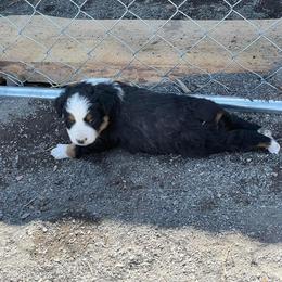 Miniature Australian Shepherd Puppies from Strawberry Mountain Mini Aussies