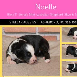 Noelle - Black tri female Miniature Australian Shepherd puppy in Asheboro, North Carolina from Stellar Aussies