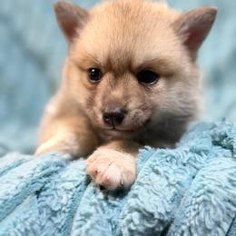 Yukon - Wolf sable male Pomsky puppy in Aberdeen, Idaho from Willow Creek Cresteds