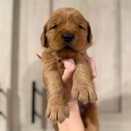 Calamity Jane - Dark golden female Golden Retriever puppy in Henagar, Alabama from Shupe’s Sweet Southern Goldens