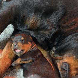 Mr. Orange Collar - Black and mahogany male Rottweiler puppy in Clarksburg, West Virginia from Vom Peiffley Rottweilers, LLC