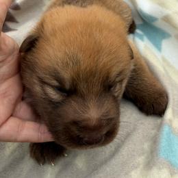 Boy 1 - Liver male German Shepherd puppy in Allentown, Pennsylvania from VMH Shepherds