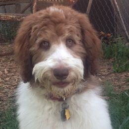 Double Doodles, Goldendoodles, and Labradoodles from Dixie Magnolia Doodles