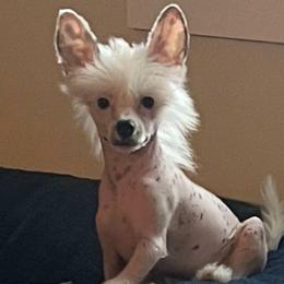 Chihuahua and Chinese Crested Puppies from Western Kentucky Chihuahua’s and Chinese Crested’s