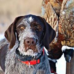 German Wirehaired Pointer All Grown Up from WyoWires German Wirehaired Pointers