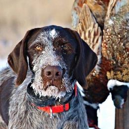 German Wirehaired Pointer All Grown Up from WyoWires German Wirehaired Pointers
