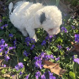 Dotty - Parti female Poodle puppy in Lawrenceburg, Tennessee from LUV Poodles and Maltipoos