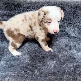 Snowflake - Red merle male Border Collie puppy in Dunnellon, Florida from A&S Border Collies
