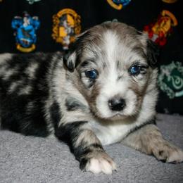 Bowser - Blue merle male Australian Shepherd puppy in El Dorado Springs, Missouri from HP Aussie Kennels