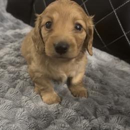 Ruby- ee Red Female - Red female Dachshund puppy in Cutler Bay, Florida from Dadecounty’s Dachshunds