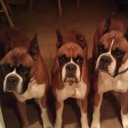 Boxers from Imperial Boxers