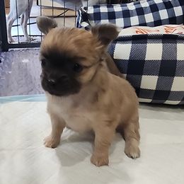Geo - Blue fawn male Chihuahua puppy in Tremonten, Utah from Qu-Te's Chihuahuas