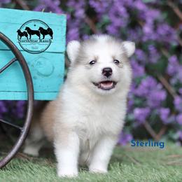 Sterling - male Nenets Herding Laika puppy in Manns Choice, Pennsylvania from Mystic Winds Nenets Laikas