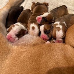 Bulldog Puppies from DR BULLDOGS
