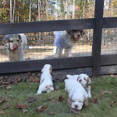 Clumber Spaniel Puppies from SunMagic Clumber Spaniels