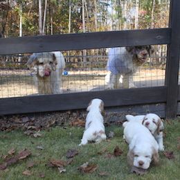 Clumber Spaniel Puppies from SunMagic Clumber Spaniels
