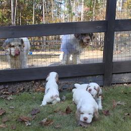 Clumber Spaniel Puppies from SunMagic Clumber Spaniels