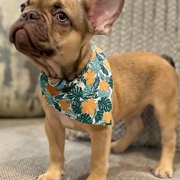 French Bulldogs from K.B frenchies