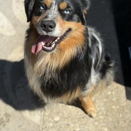 Ollie - Miniature Australian Shepherd