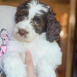 Hope - Chocolate female Australian Labradoodle puppy in Dawson, Georgia from Still Pond Australian Labradoodles