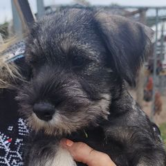 Girl 5 - Standard Schnauzer puppy in Summerfeld, Florida from Amazing Standard Schnauzers