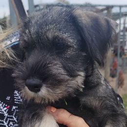 Girl 5 - Standard Schnauzer puppy in Summerfeld, Florida from Amazing Standard Schnauzers
