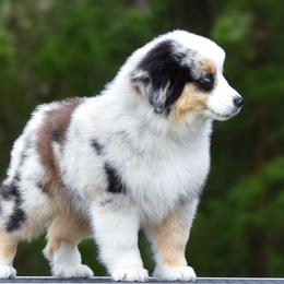 Legend - Blue merle male Miniature American Shepherd puppy in Omaha, Arkansas from Ashland Miniature American Shepherds & Miniature Australian Shepherds