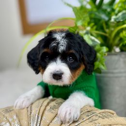North - Tri-color male Cavapoo puppy in Huntington, West Virginia from McCloud’s Poodles & Doodles
