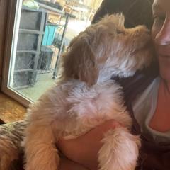 Black collar male - Cream male Australian Cobberdog puppy in Dover Foxcroft, Maine from Faberge Australian Cobberdog