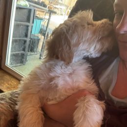 Black collar male - Cream male Australian Cobberdog puppy in Dover Foxcroft, Maine from Faberge Australian Cobberdog