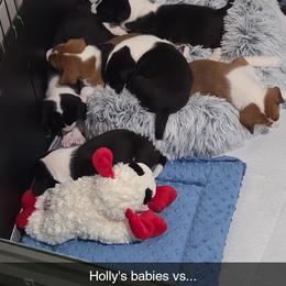 Boy 2 - Red and white male Basenji puppy in Lehi, Utah from Maererano Basenjis