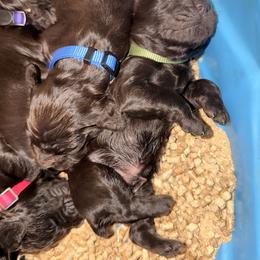 Princess 1 - Liver female Boykin Spaniel puppy in Millwood, Georgia from Satilla River Swamp Boykins