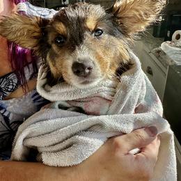 Pembroke Welsh Corgi Puppies from Storybook Corgis