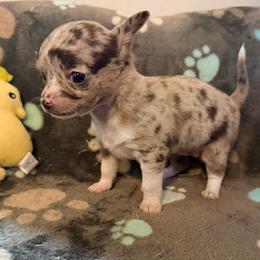 Chanel AKC - Merle female Chihuahua puppy in Seneca, Missouri from Stephanie’s Puppy Colony