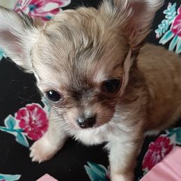 Chihuahuas from FOXFYR KENNELS
