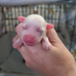 Powderpuff or very hairy hairless female 2 - White and black female Chinese Crested puppy in New Castle, Pennsylvania from Long Rotts & Long Haul Cresteds
