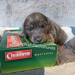 Manicotti -AKC Full - Blue and cream male Dachshund puppy in Bates City, Missouri from Gray Wall Dachshunds