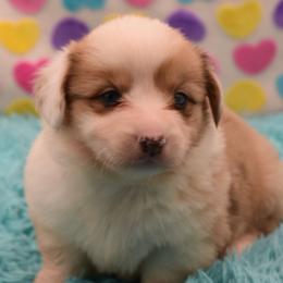 Nitro - Fluffy - Fawn merle male American Corgi puppy in Lithia, Florida from Diamondcrest Inc