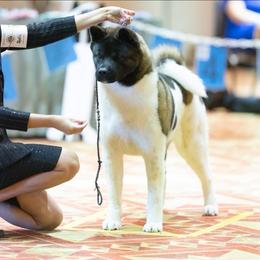 Panda - Akita
