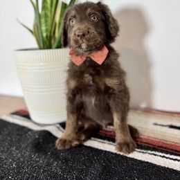 Grasshopper - Brown and white male Aussiedoodle puppy in Taylors, South Carolina from Aspen Mountain Doodles LLC