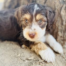 Aura - Red tri-color female Aussiedoodle puppy in Hempstead, Texas from Young Gun Aussies