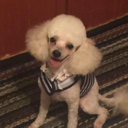 EJ - Poodle
