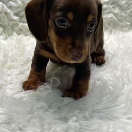 Tiger - Chocolate and tan male Dachshund puppy in Council Hill, Oklahoma from Rocky Springs Ranch
