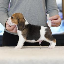 Alexander - male Beagle puppy in Atlanta, Georgia from Sinaj