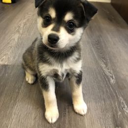 Alaskan Klee Kai Puppies from Lucky Charm Farms